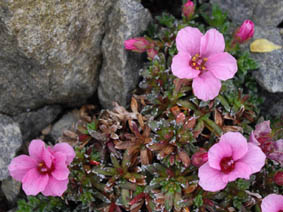 Saxifraga 'Dawn Frost'